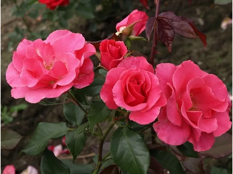 Rose romanze