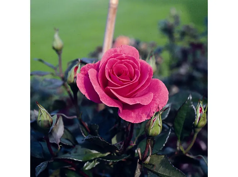 romanze