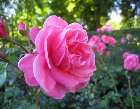 rosa polianta