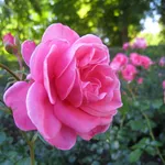 rosa polianta