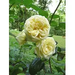 rosa elfe