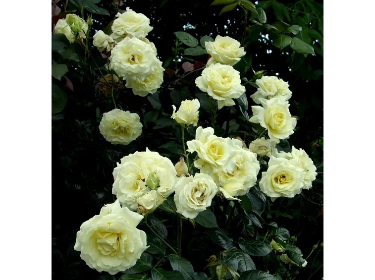rosa elfe