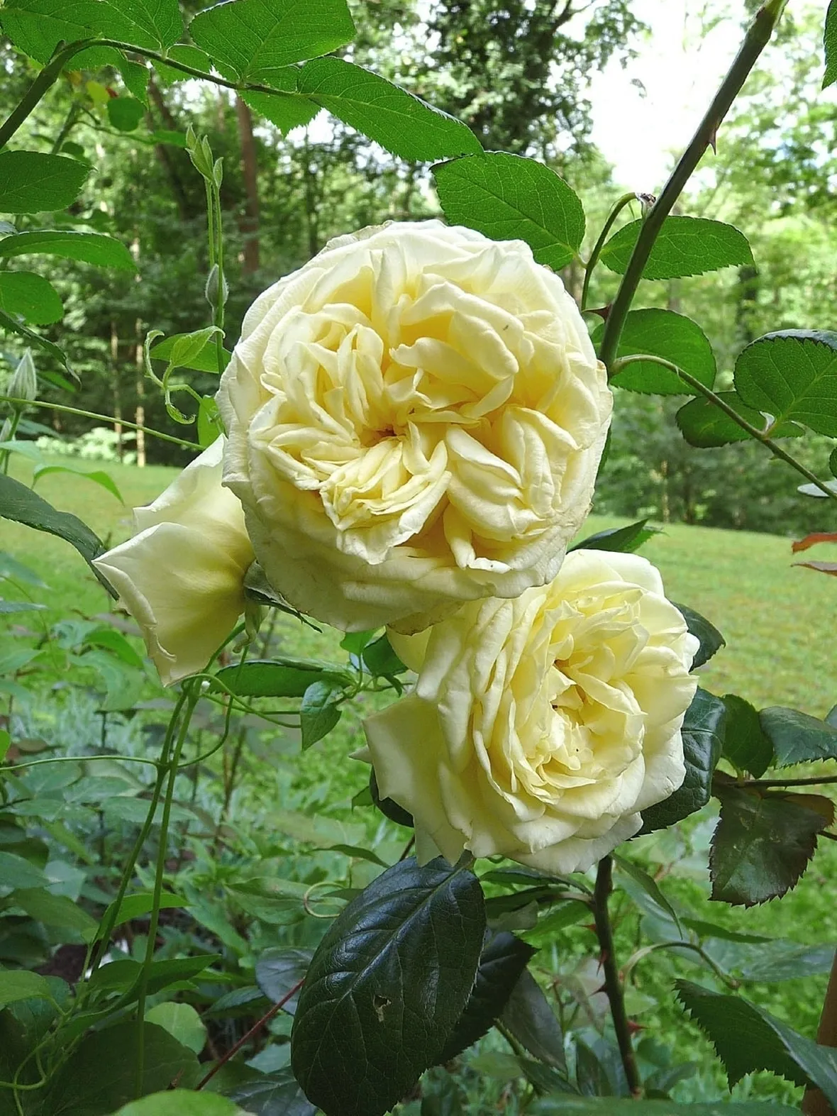 rosa elfe