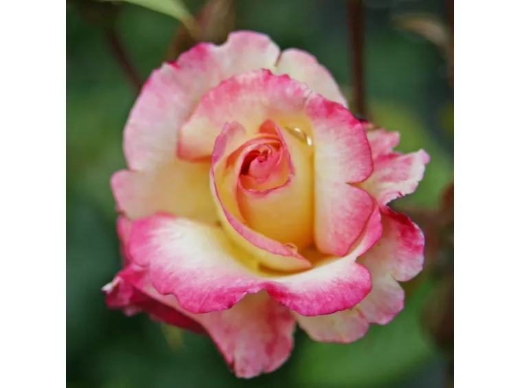 rosa handel