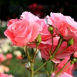 rose rampicanti