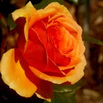 rosa rouge et or
