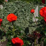 rosa salita