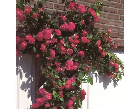  rose shogum