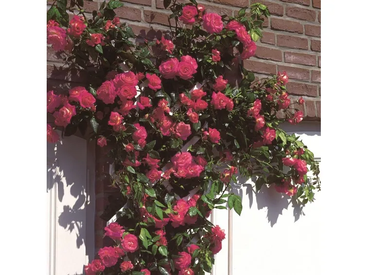  rose shogum