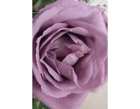 rosa sissi