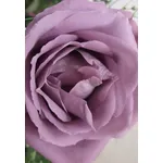 rosa sissi