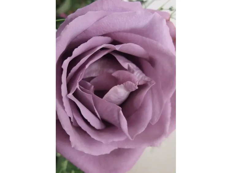 rosa sissi