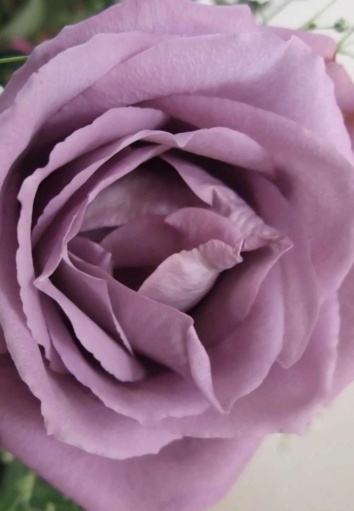 rosa sissi