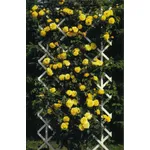 rosa stella dorata