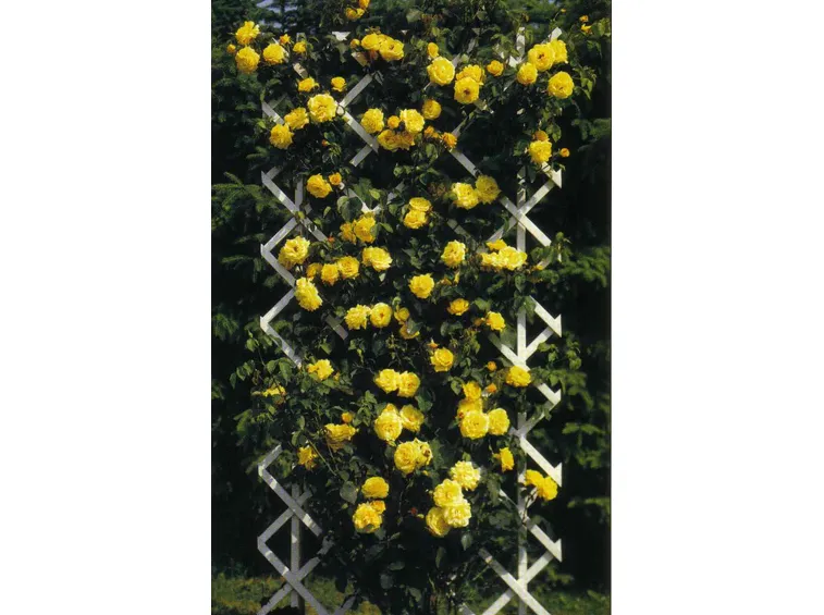 rosa stella dorata