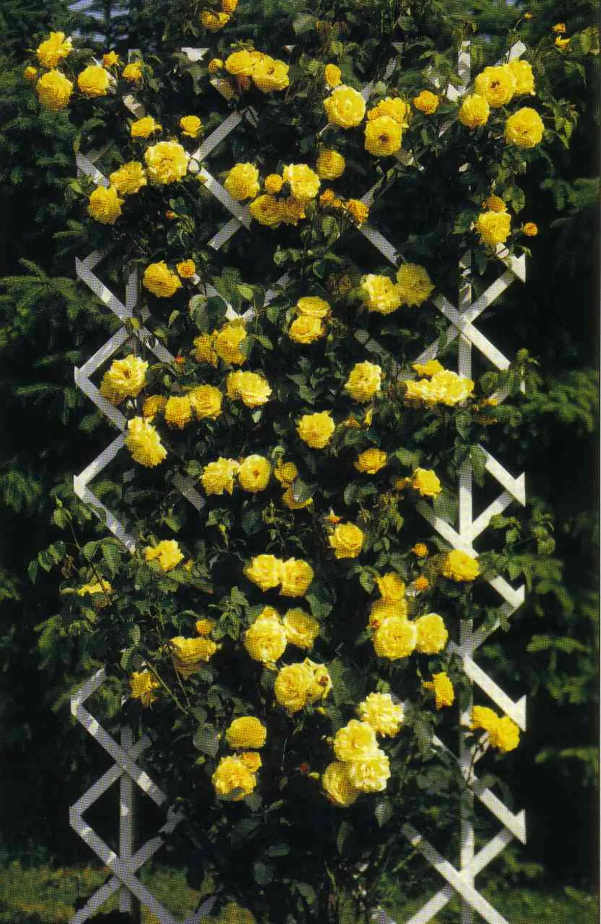 rosa stella dorata