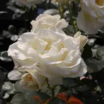rosa valzer della neve