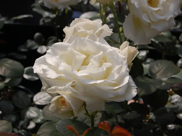 rosa valzer della neve