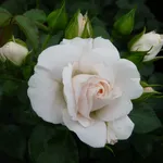 aspirin rose