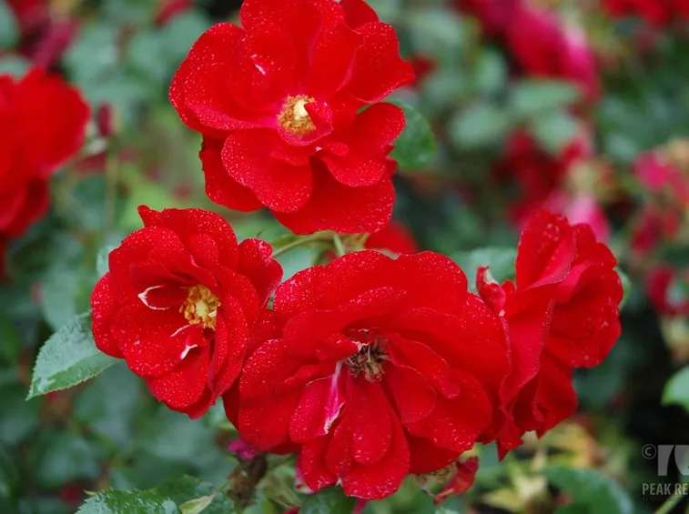 rosa austriana