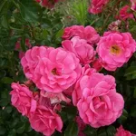 rosa beauce