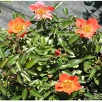 rosa camargue