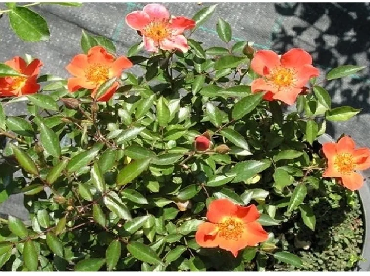 rosa camargue