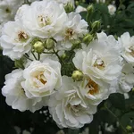 rosa dame de l'etoile