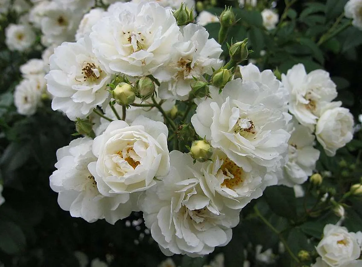 rosa dame de l'etoile