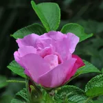 rosa foxy