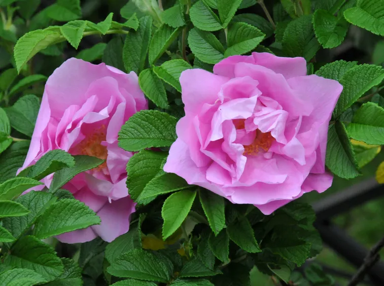 foxy rose