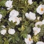 rosa gufo della neve