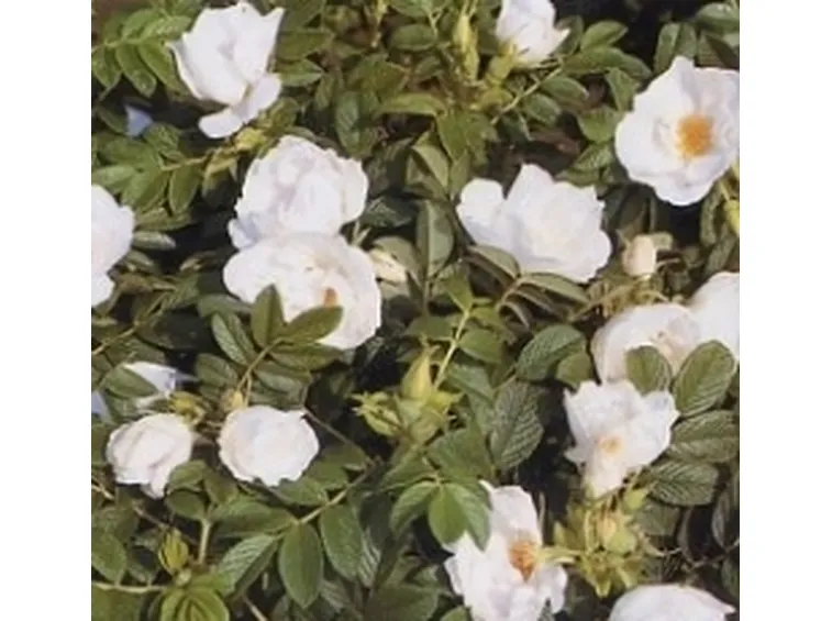 rosa gufo della neve