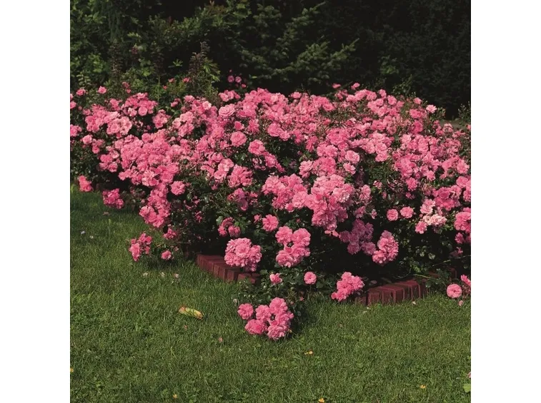 rose mirato