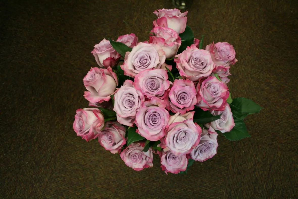 rosa purple haze