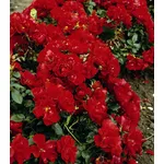 rosa red mirato
