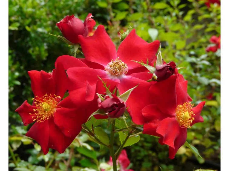 red mirato