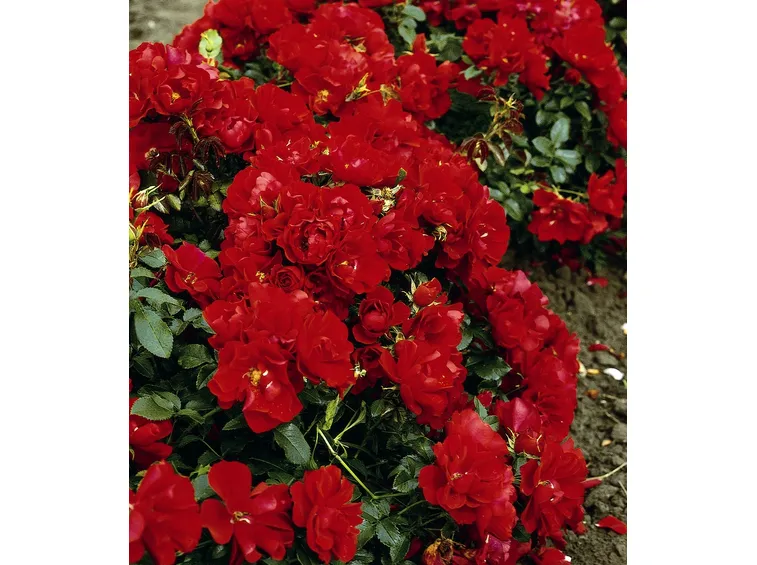 rosa red mirato