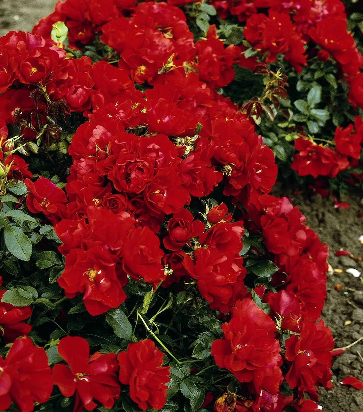 rosa red mirato