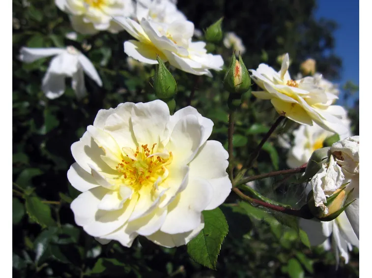 rosa regina della neve