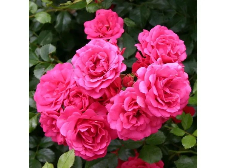 rody rose