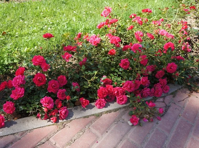 rose rody
