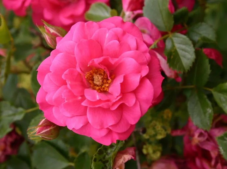 rosa rody