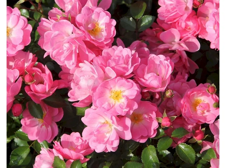 rosa satina