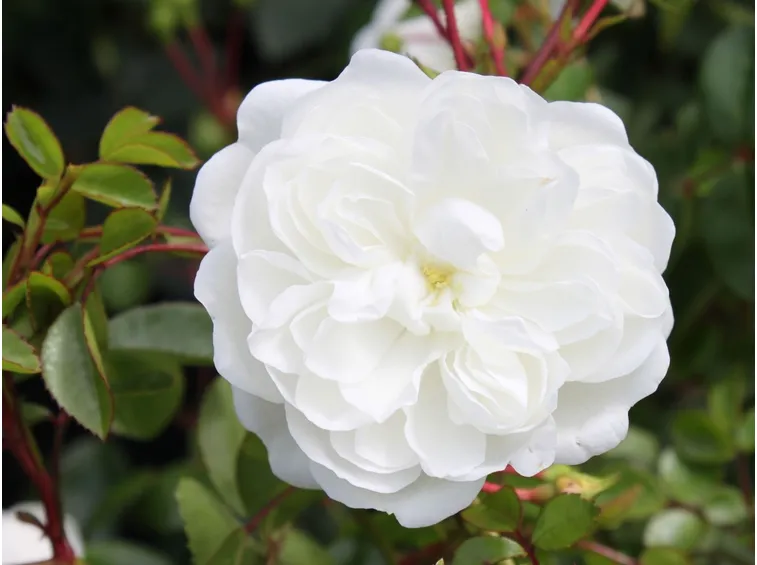 fiori snow ballet