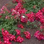 rosa tapis rouge