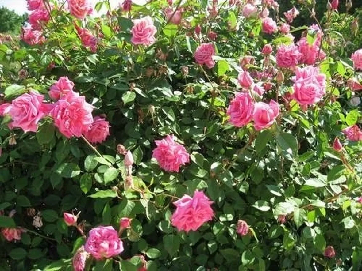 roseto