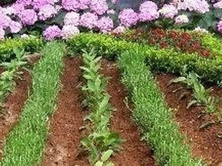 Orto in primavera