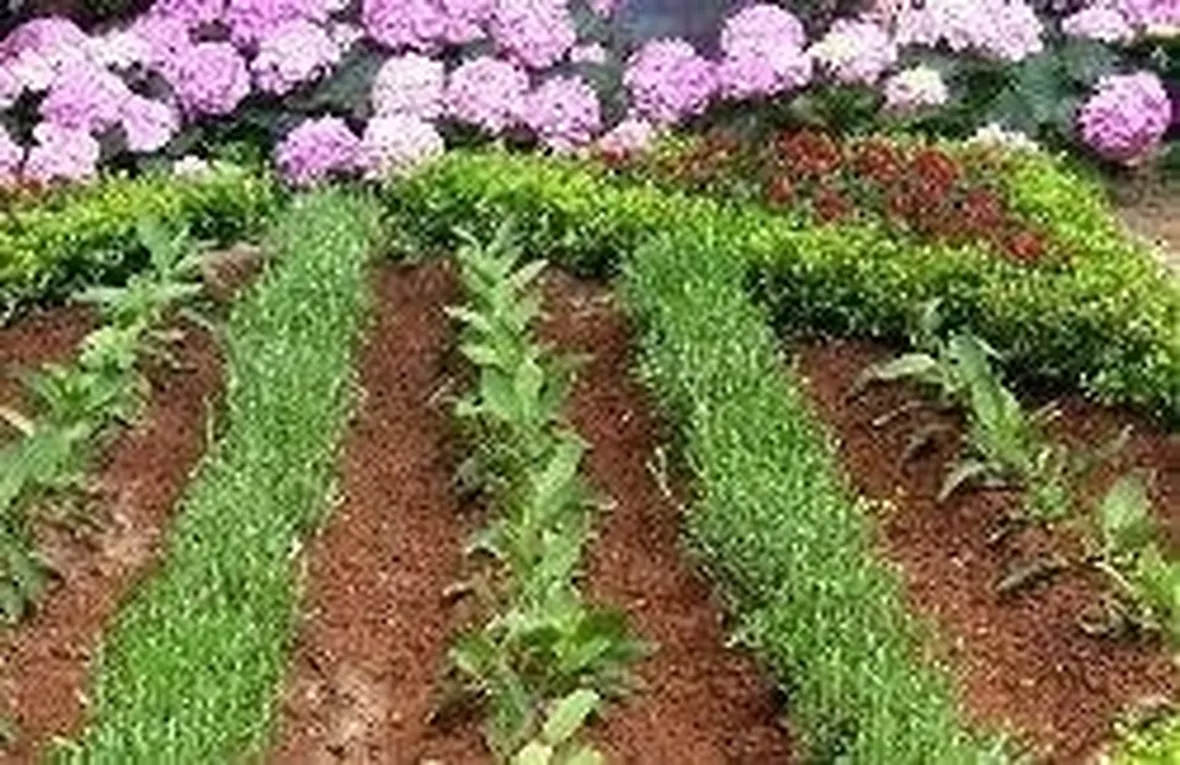 Orto in primavera