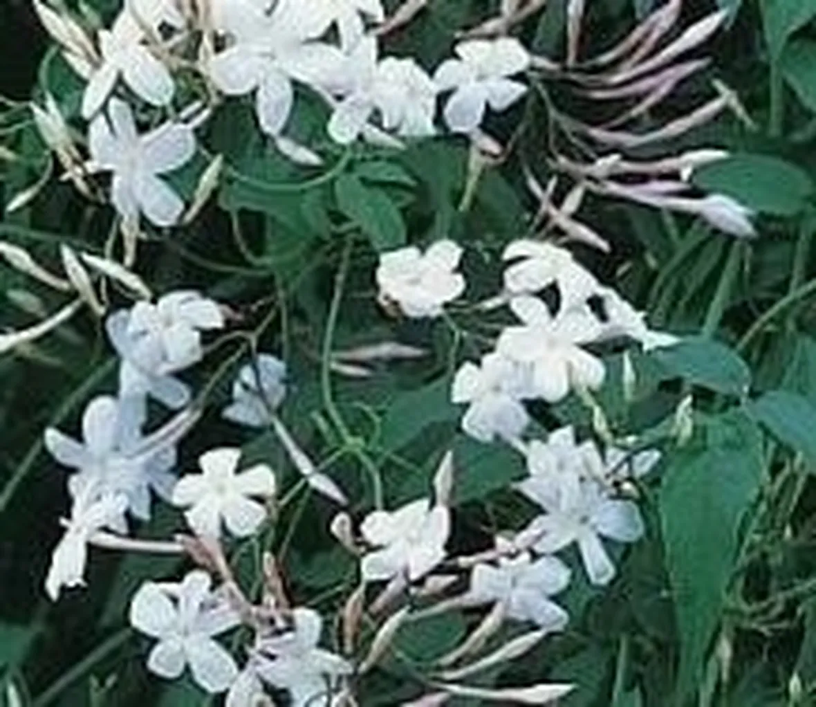 Piante rampicanti